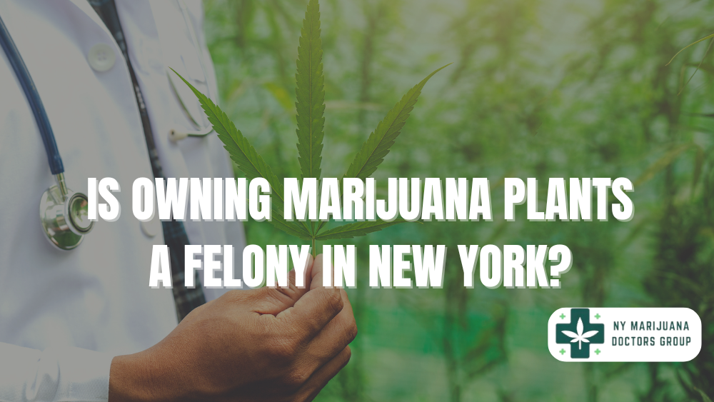 Is Owning Marijuana Plants a Felony in New York?