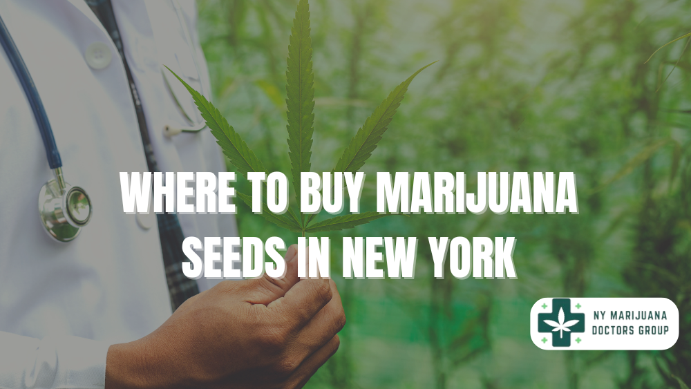 Where to Buy Marijuana Seeds in New York